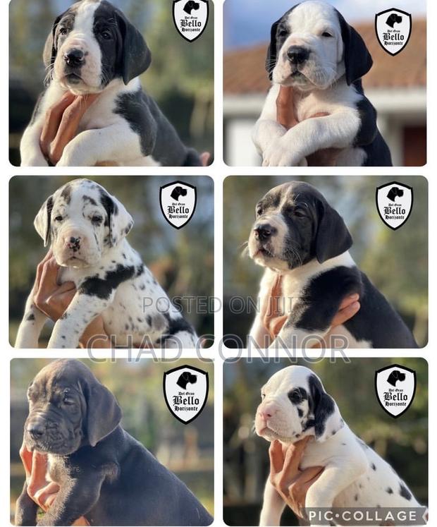 1-3 months Male Purebred Great Dane · Photo 4
