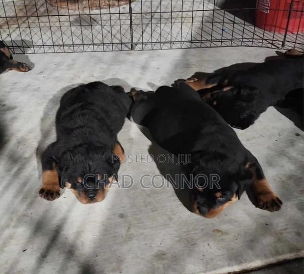 1-3 months Male Purebred Rottweiler · Photo 2