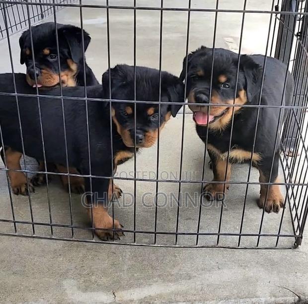 1-3 months Male Purebred Rottweiler · Photo 3