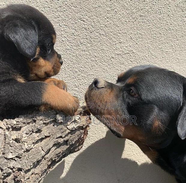 1-3 months Male Purebred Rottweiler · Photo 1