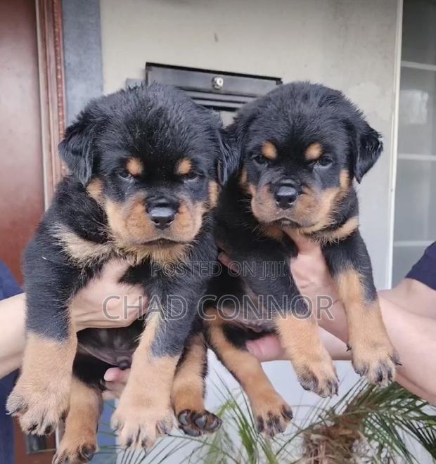 1-3 months Female Purebred Rottweiler · Photo 3
