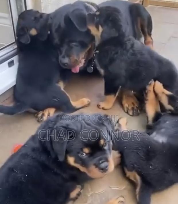 1-3 months Female Purebred Rottweiler · Photo 1