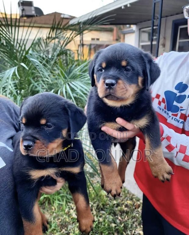 1-3 months Female Purebred Rottweiler · Photo 2