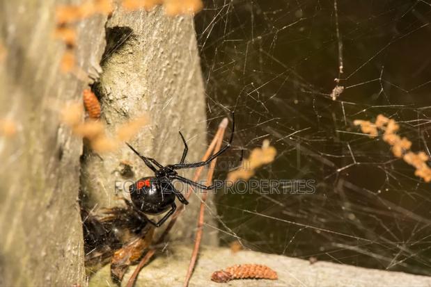 Be Saved From All Pest at Homes or Offices · Photo 2