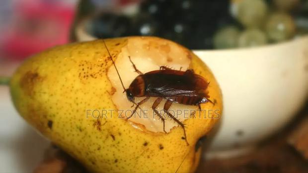 Indoor Fumigation · Photo 1