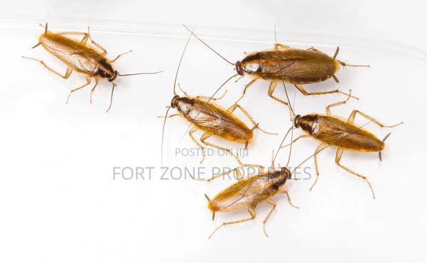 Indoor Fumigation · Photo 2