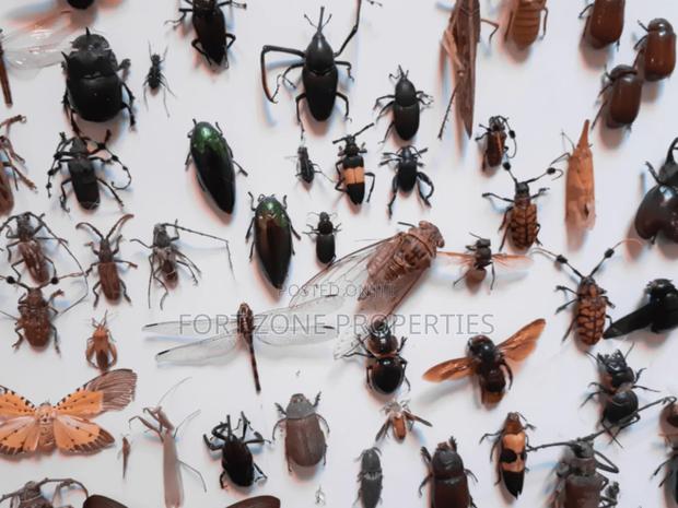 Pest Invasion · Photo 1