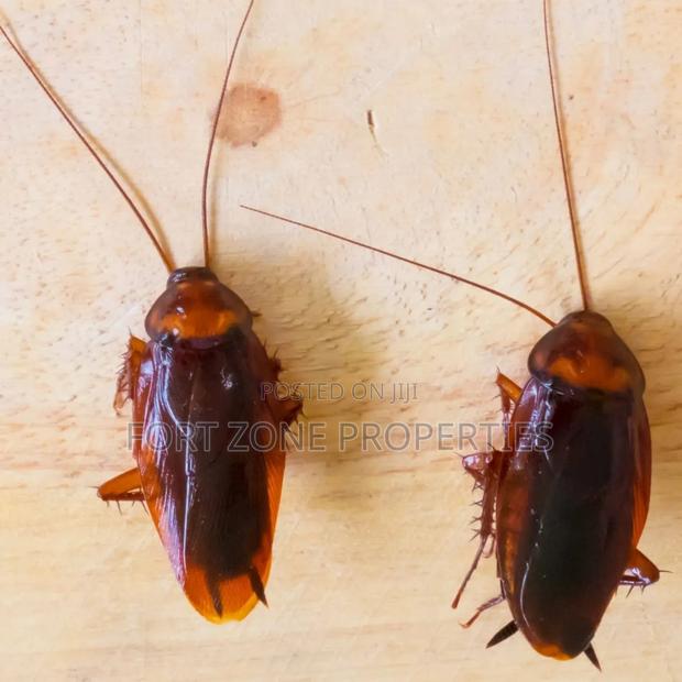Pest Invasion · Photo 2