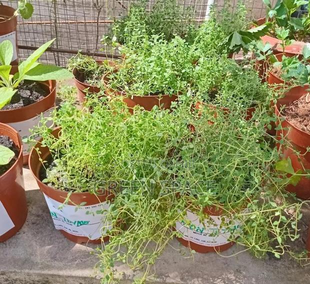 Thyme Seedlings · Photo 1