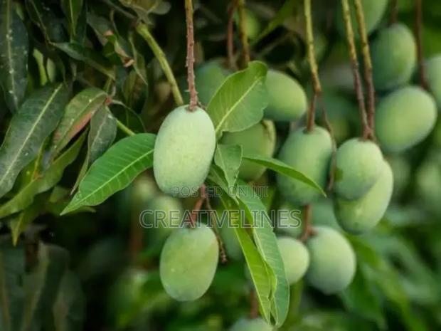 Supply of Mangoes · Photo 3