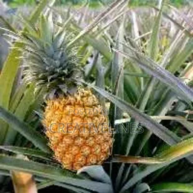 Supply of Pineapple · Photo 2