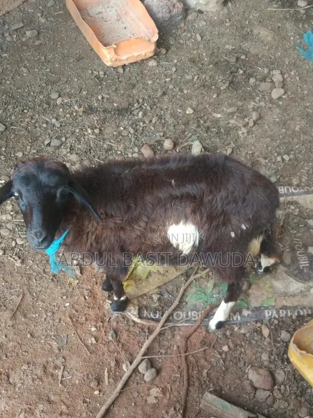 The Animals Seller · Photo 1