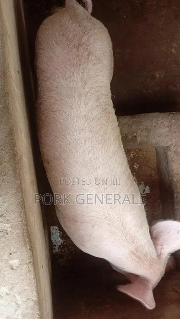 Farm Fresh Pigs Available · Photo 2
