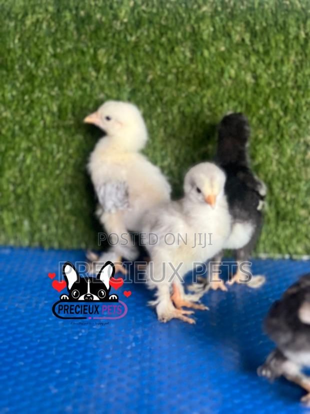 7-14 Dats Old Brahma Chicks · Photo 4