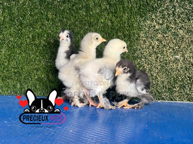 7-14 Dats Old Brahma Chicks · Photo 2