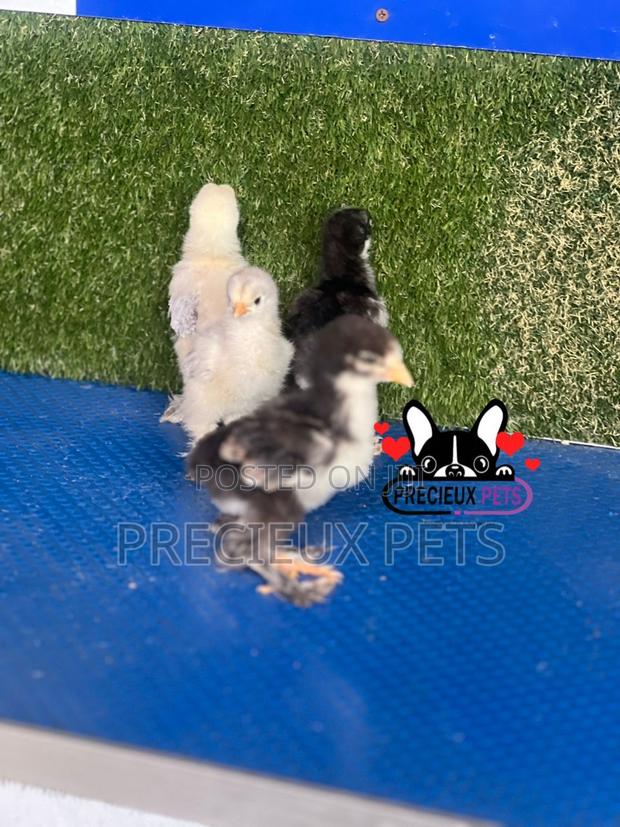 7-14 Dats Old Brahma Chicks · Photo 3