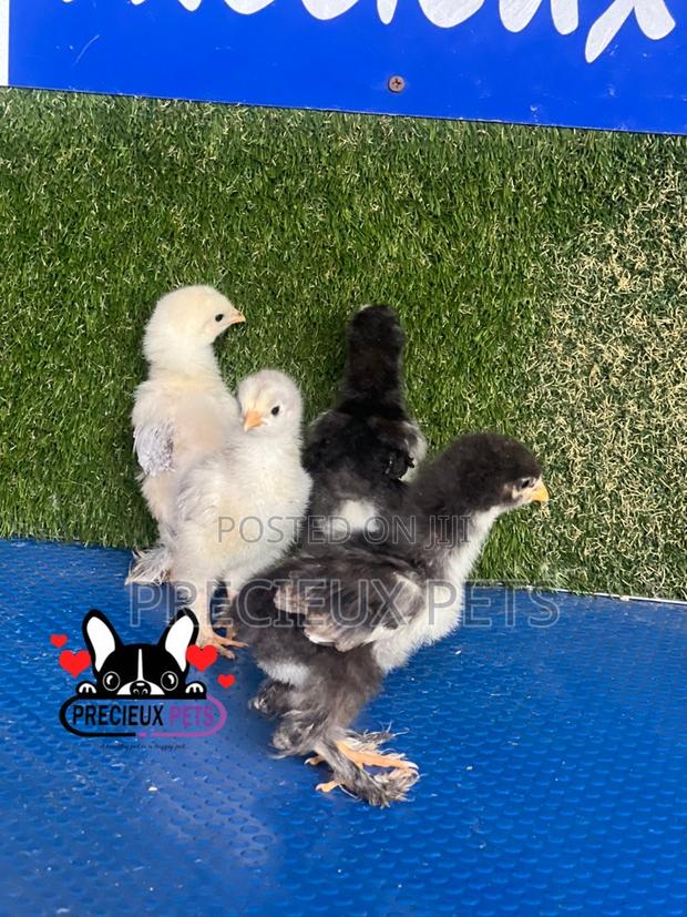 7-14 Dats Old Brahma Chicks · Photo 1