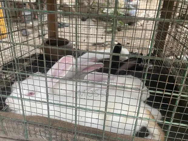 Mosaictus Rabbits Farm · Photo 1