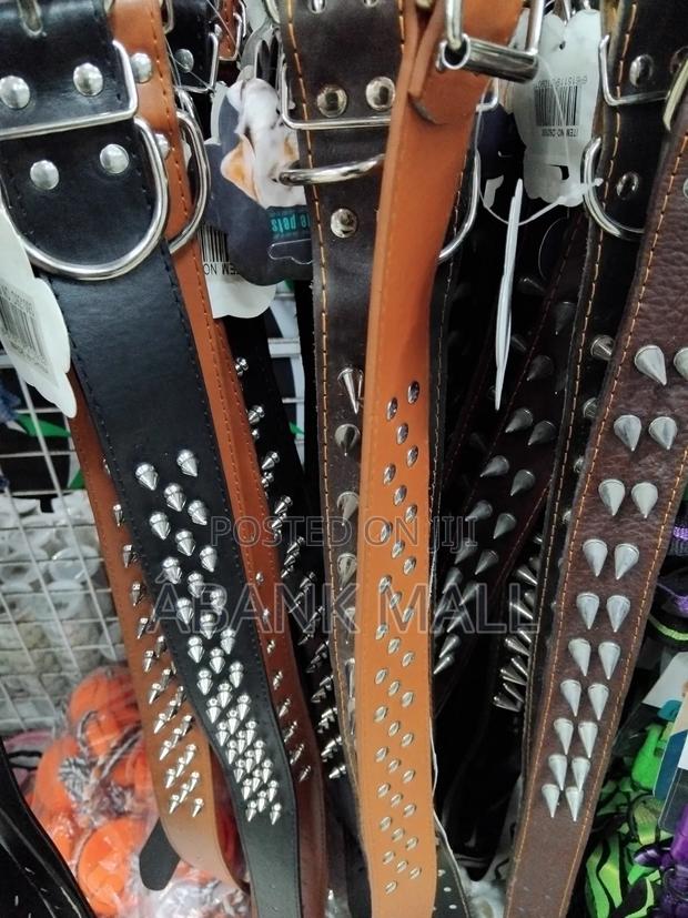 Dog Collar · Photo 4