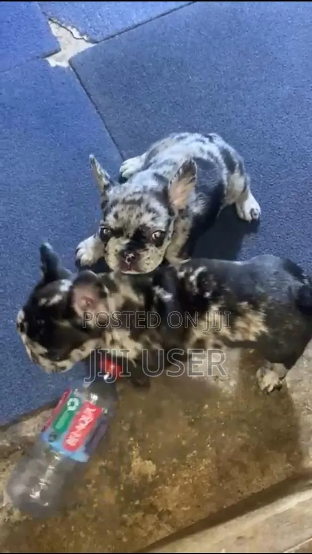 1-3 months Female Purebred French Bulldog · Photo 1