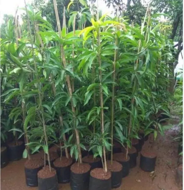 Mango Seedlings for Sale · Photo 1