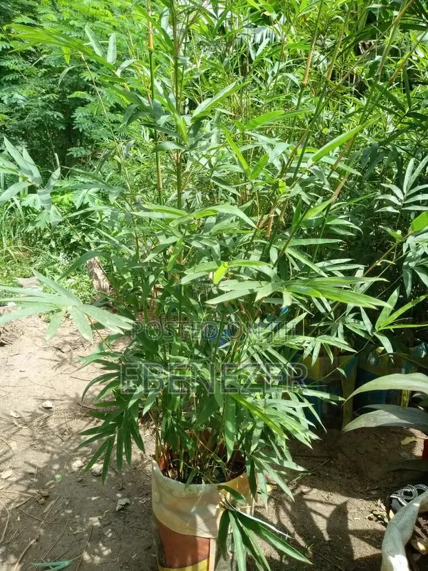 Bamboo Flower · Photo 1