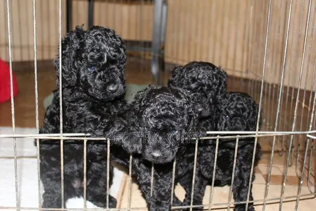 1-3 months Female Purebred Poodle · Photo 1