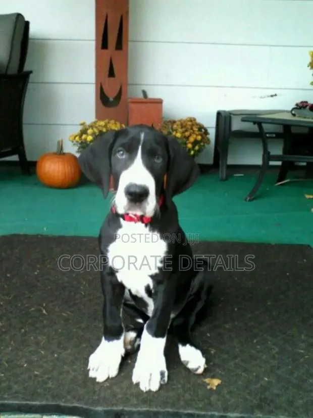 1-3 months Male Purebred Great Dane · Photo 1