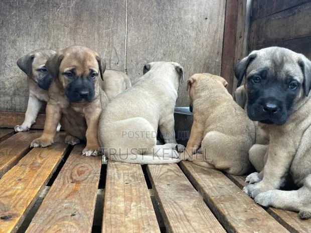 1-3 months Female Purebred Boerboel · Photo 1