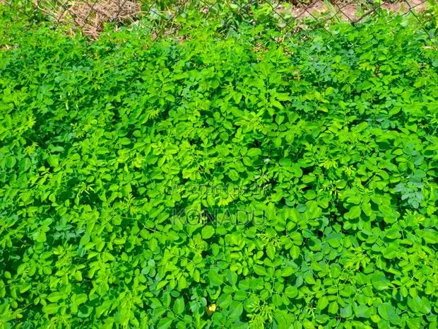 Moringa Seedlings (Approved Cuttings) · Photo 1