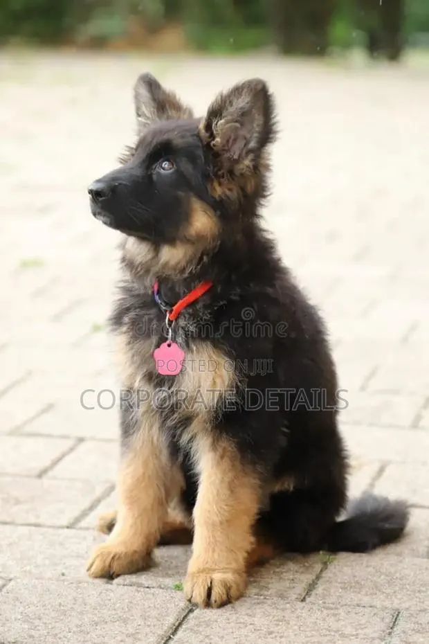 1-3 months Male Purebred German Shepherd · Photo 1
