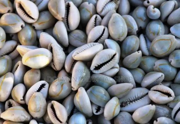 Cowries (Sede3) · Photo 1