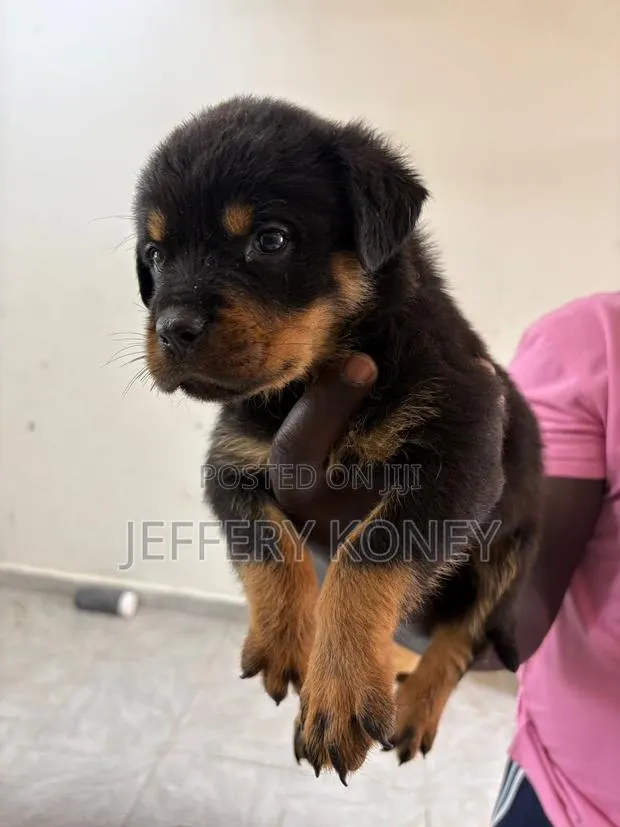 1-3 months Male Purebred Rottweiler · Photo 1