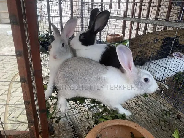 Rabbit for Pet · Photo 1