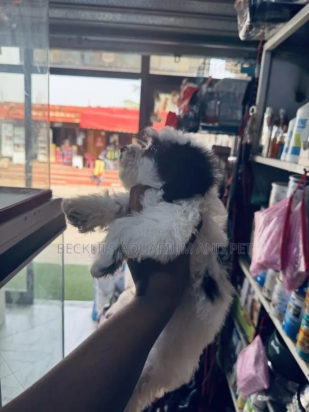 1-3 months Male Purebred Poodle · Photo 1