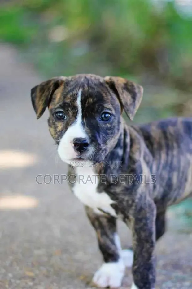 1-3 months Male Purebred American Pit Bull Terrier · Photo 1