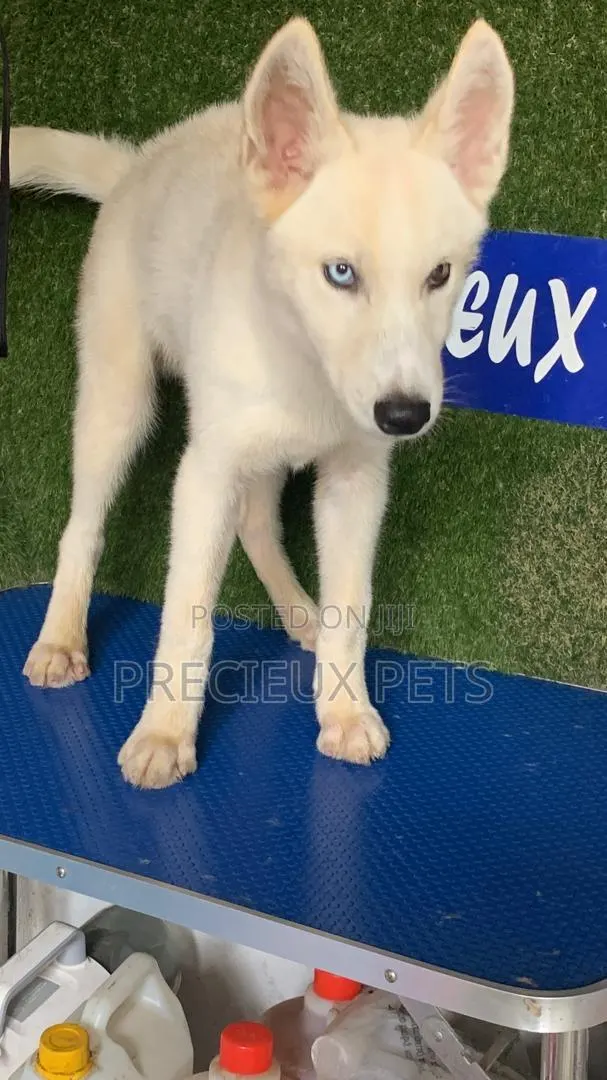 1-3 months Male Purebred Siberian Husky · Photo 1