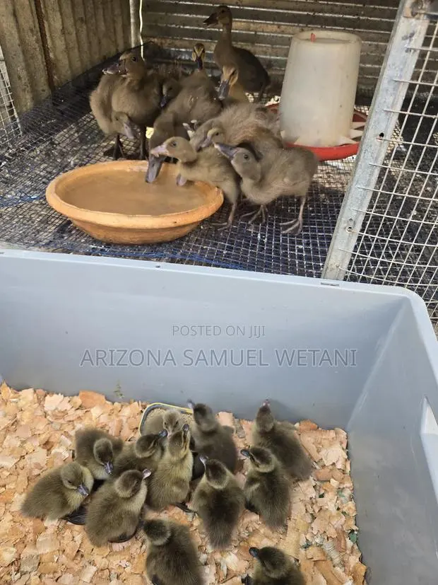 Pure Khaki Campbells(Day Olds) for Sale · Photo 1