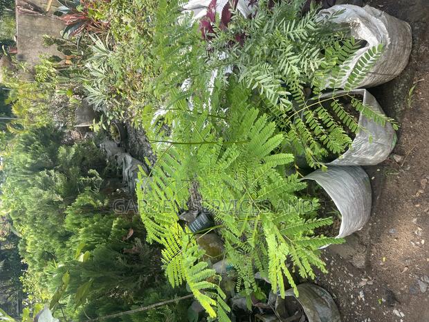 Flamboyant Tree Available for Sale · Photo 3