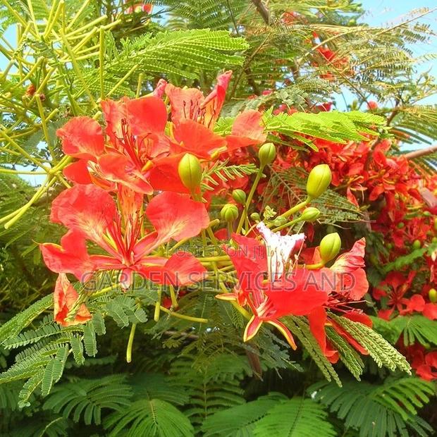 Flamboyant Tree Available for Sale · Photo 4