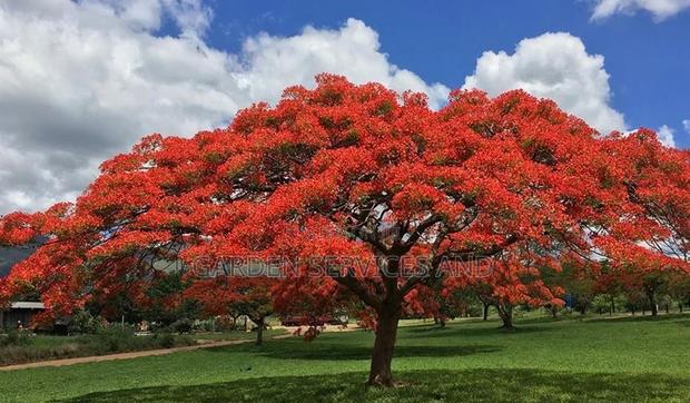 Flamboyant Tree Available for Sale · Photo 1