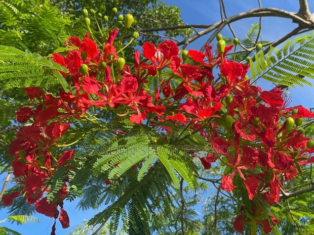 Flamboyant Tree Available for Sale · Photo 2