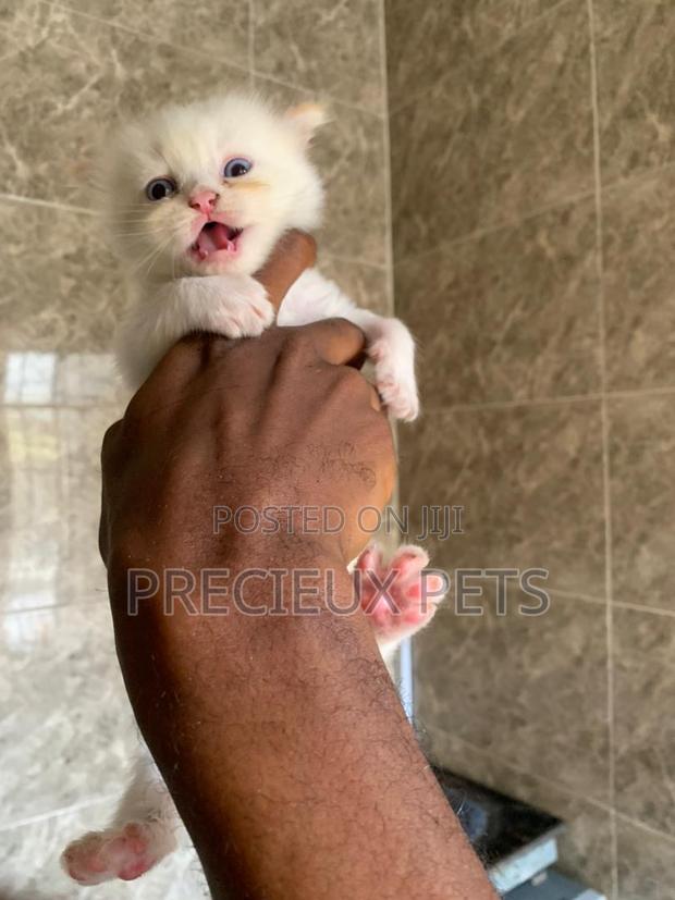 1-3 months Male Purebred Persian · Photo 4