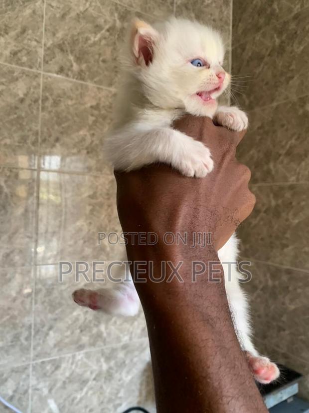 1-3 months Male Purebred Persian · Photo 2