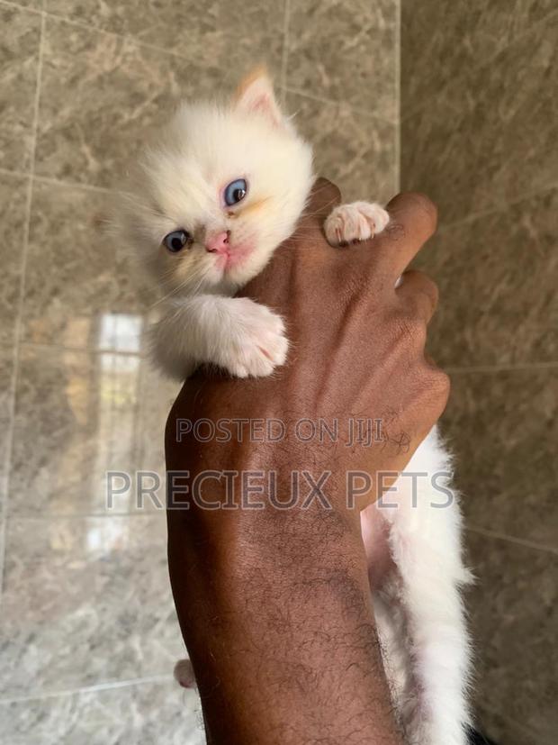 1-3 months Male Purebred Persian · Photo 3