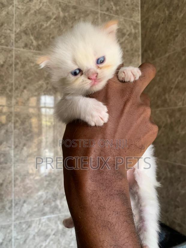 1-3 months Male Purebred Persian · Photo 1
