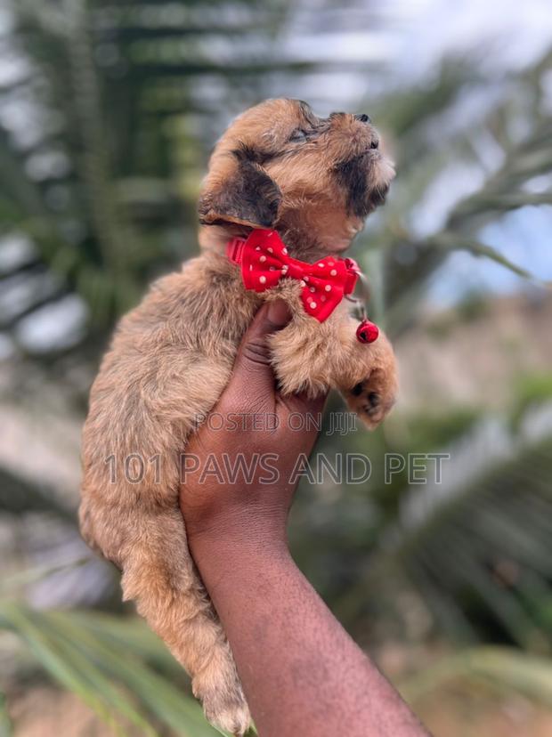 1-3 months Female Purebred Poodle · Photo 1