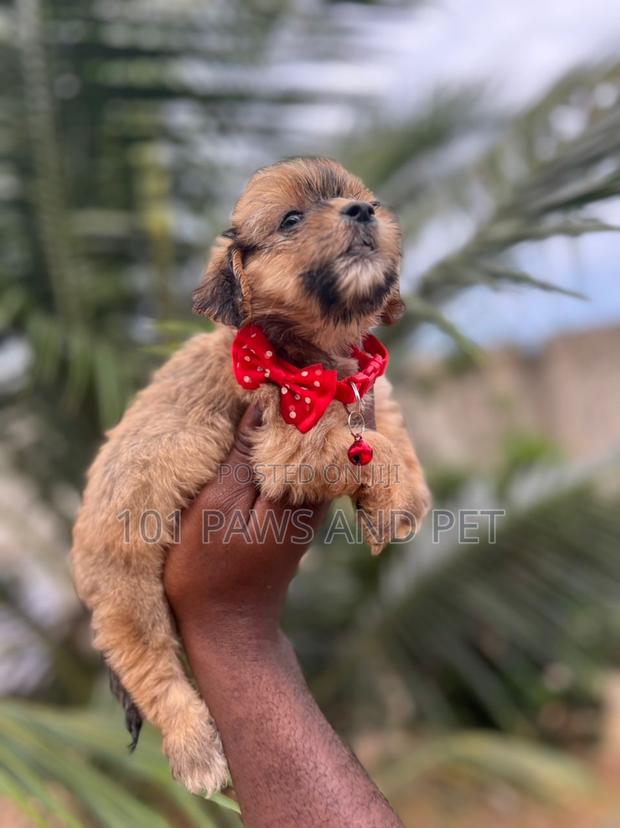 1-3 months Female Purebred Poodle · Photo 2