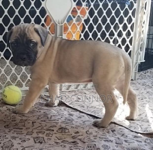 1-3 months Male Purebred Bullmastiff · Photo 3