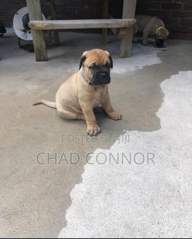 1-3 months Male Purebred Bullmastiff · Photo 2